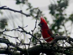 Plancia ëd Cardinalis phoeniceus Bonaparte 1838