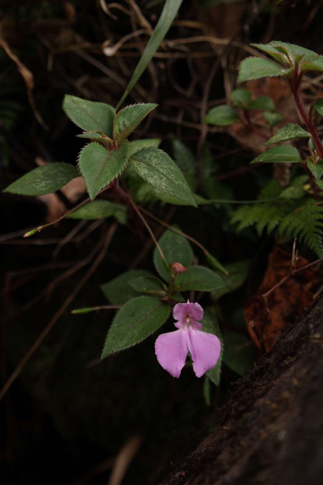 Image of Impatiens cecilii N. E. Br.