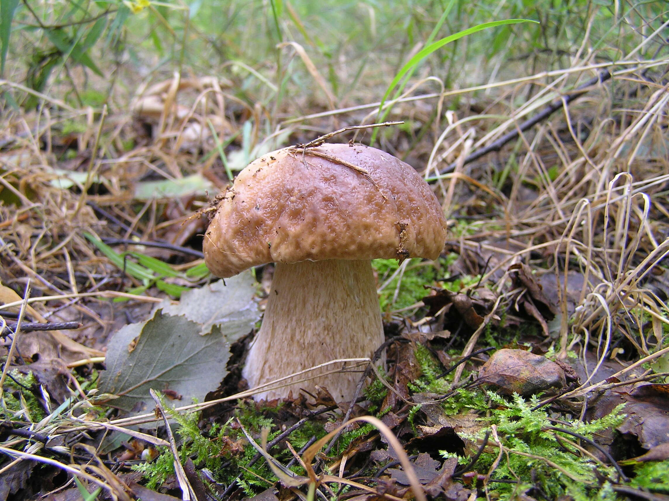 Image of Cep