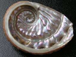 Image of staircase abalone