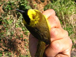 Image of Altamira Yellowthroat