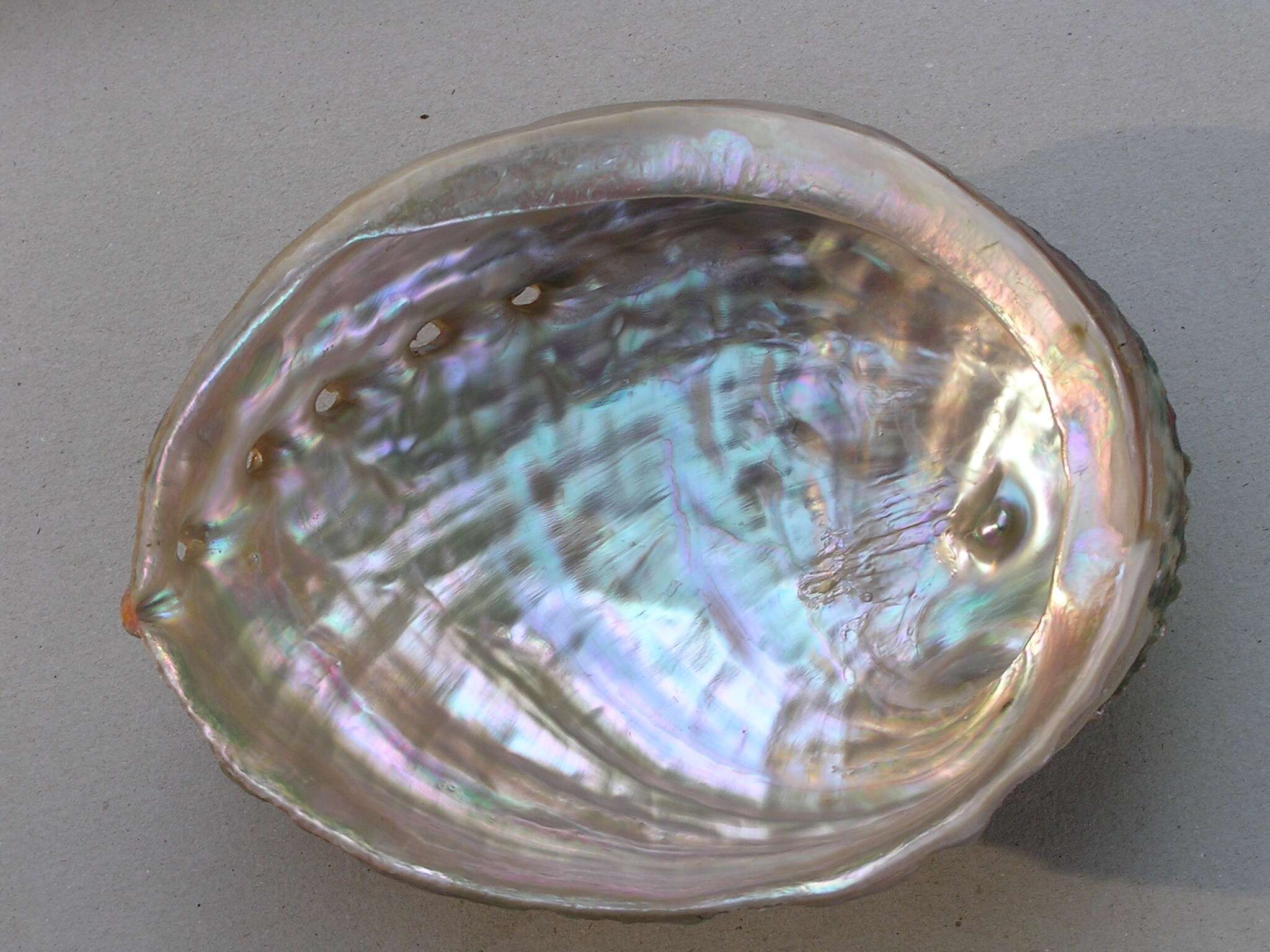 Image of White abalone