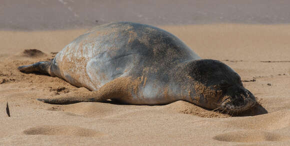 Image of Hawaiian Monk Seal