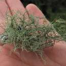Image of Bloody beard lichen;   Beard lichen
