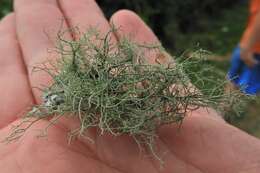 Image of Bloody beard lichen;   Beard lichen