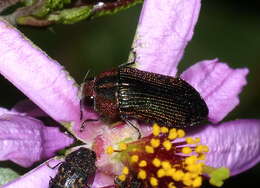 Image of Acmaeodera viridaenea (De Geer 1778)