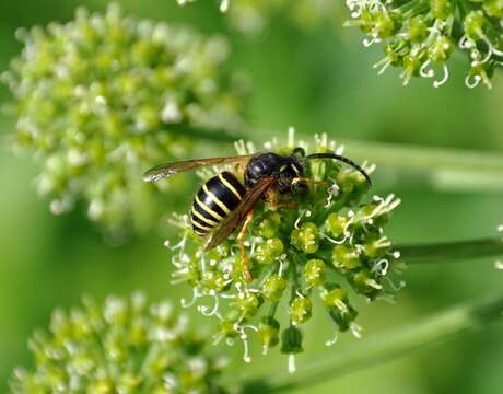 Image of Norwegian Wasp