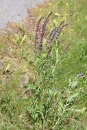 Imagem de Salvia nemorosa L.