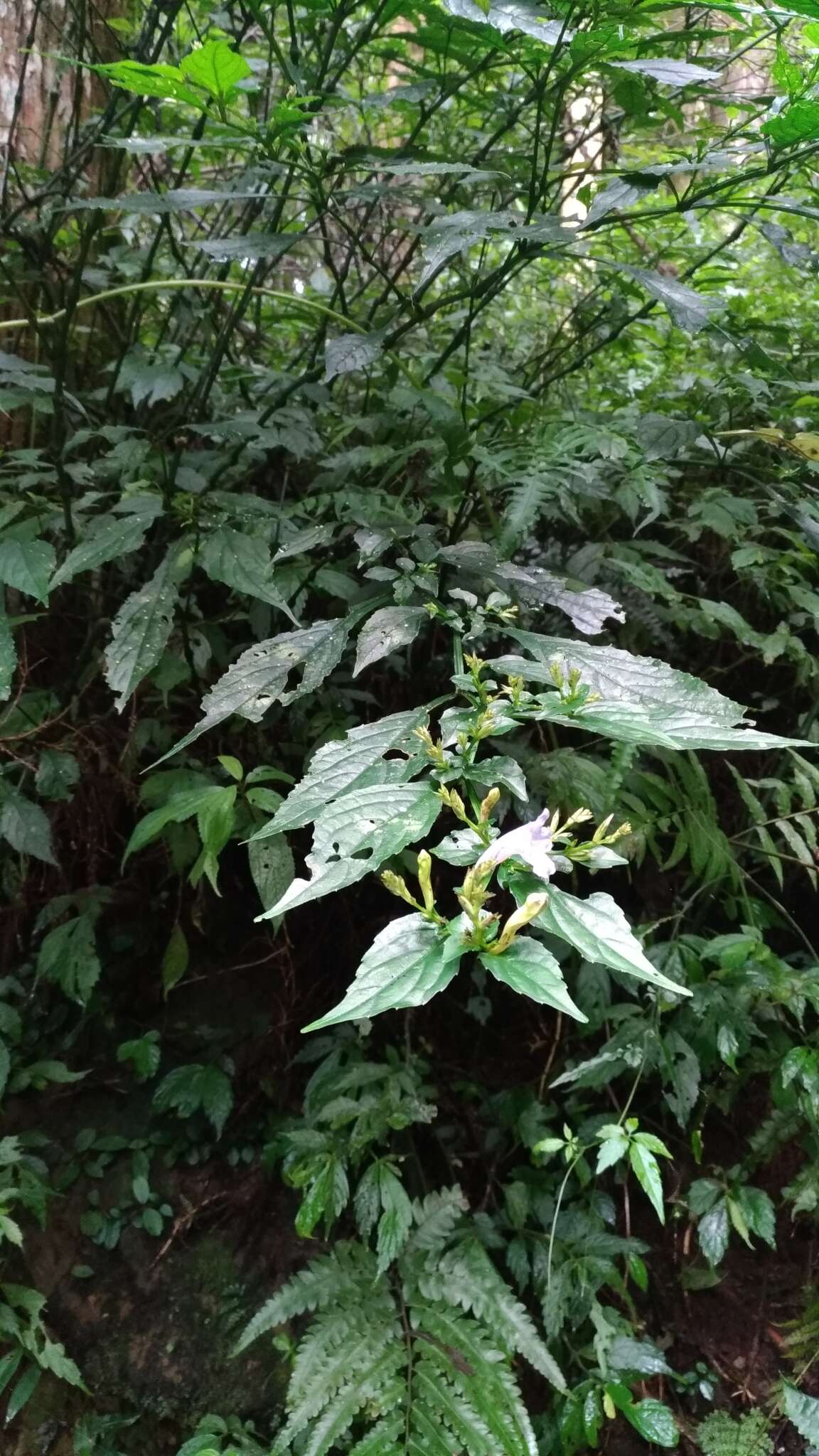 Image of Strobilanthes flexicaulis Hayata