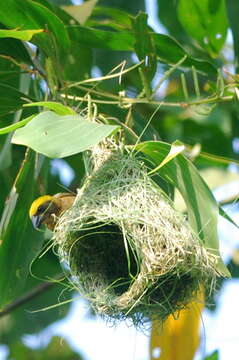 Image of Baya Weaver