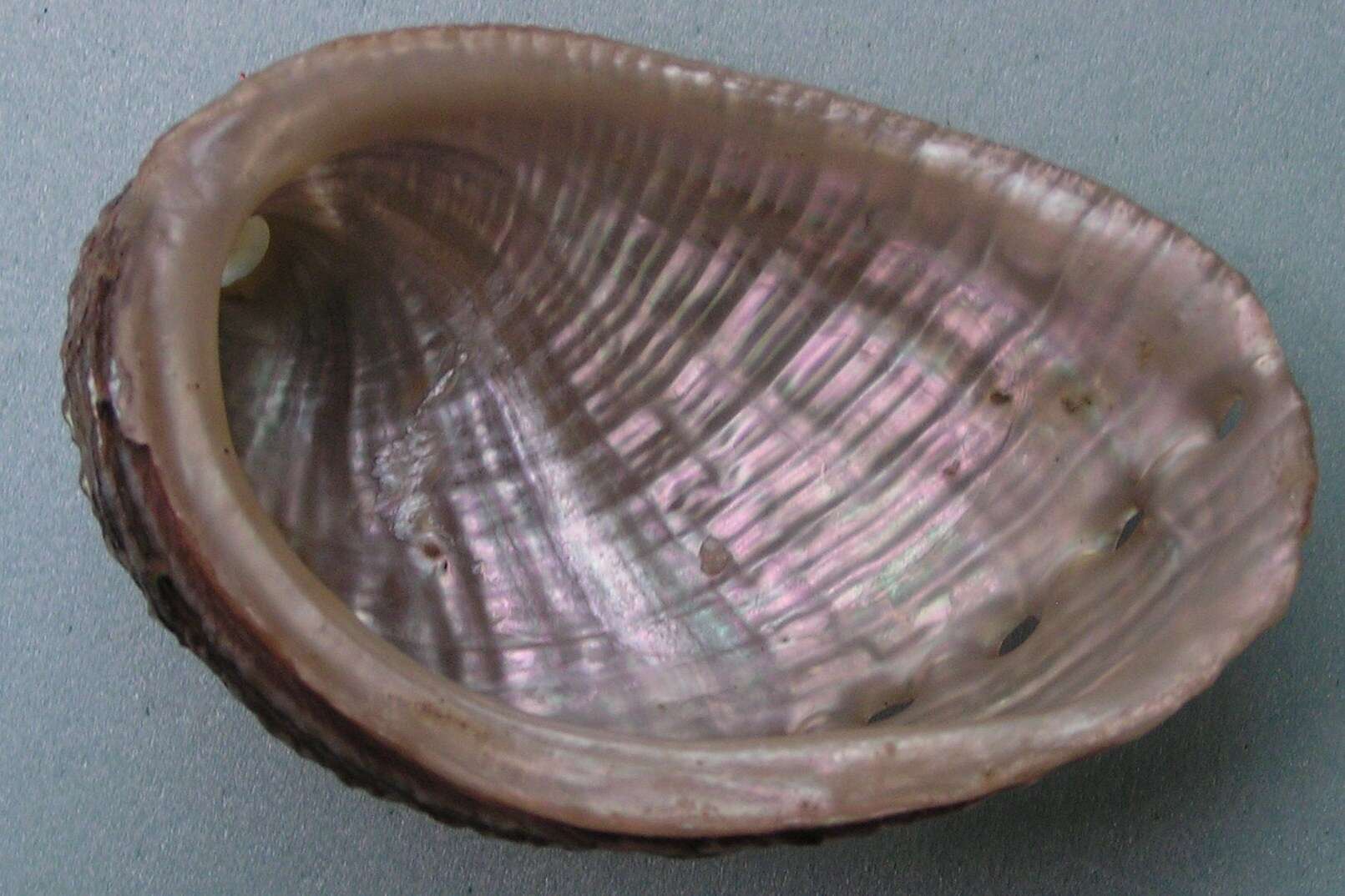 Image of many-colored abalone