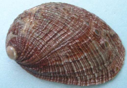 Image of many-colored abalone