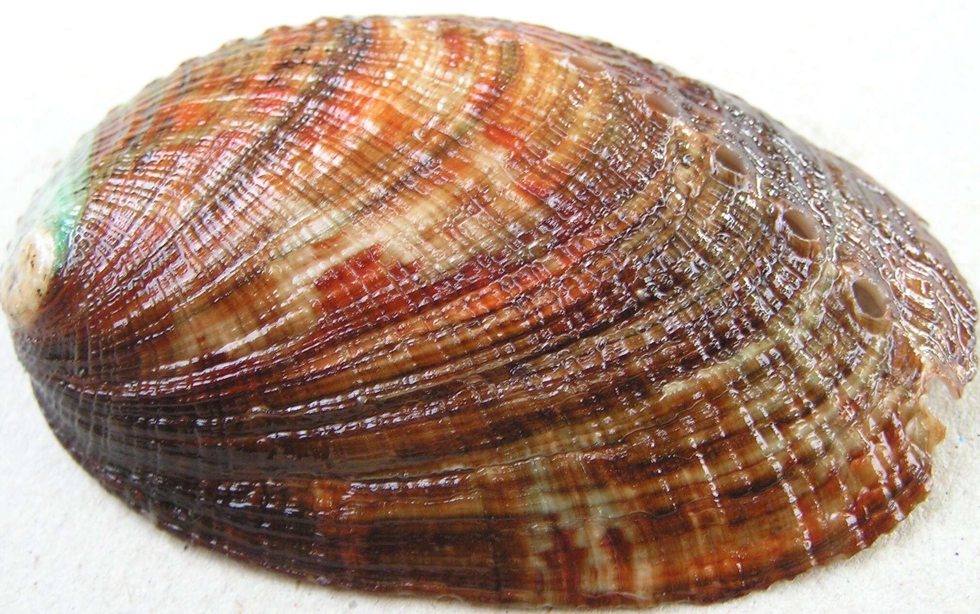 Image of Abalone