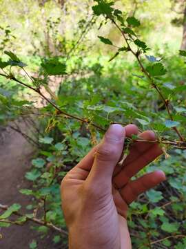 Image of orange gooseberry