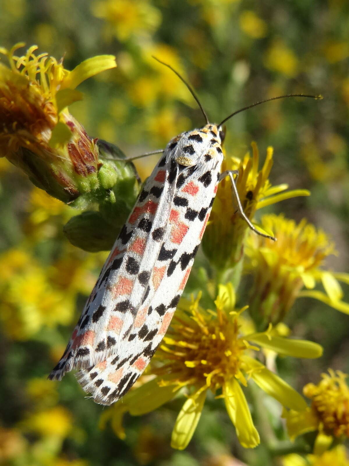 Image of crimson speckled