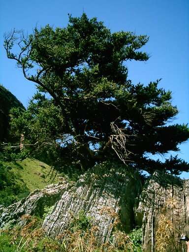 Image of Broad-leaved Yellowwood