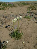 Image of Papaver minutiflorum Tolmatch.