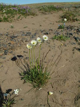 Image of Papaver minutiflorum Tolmatch.