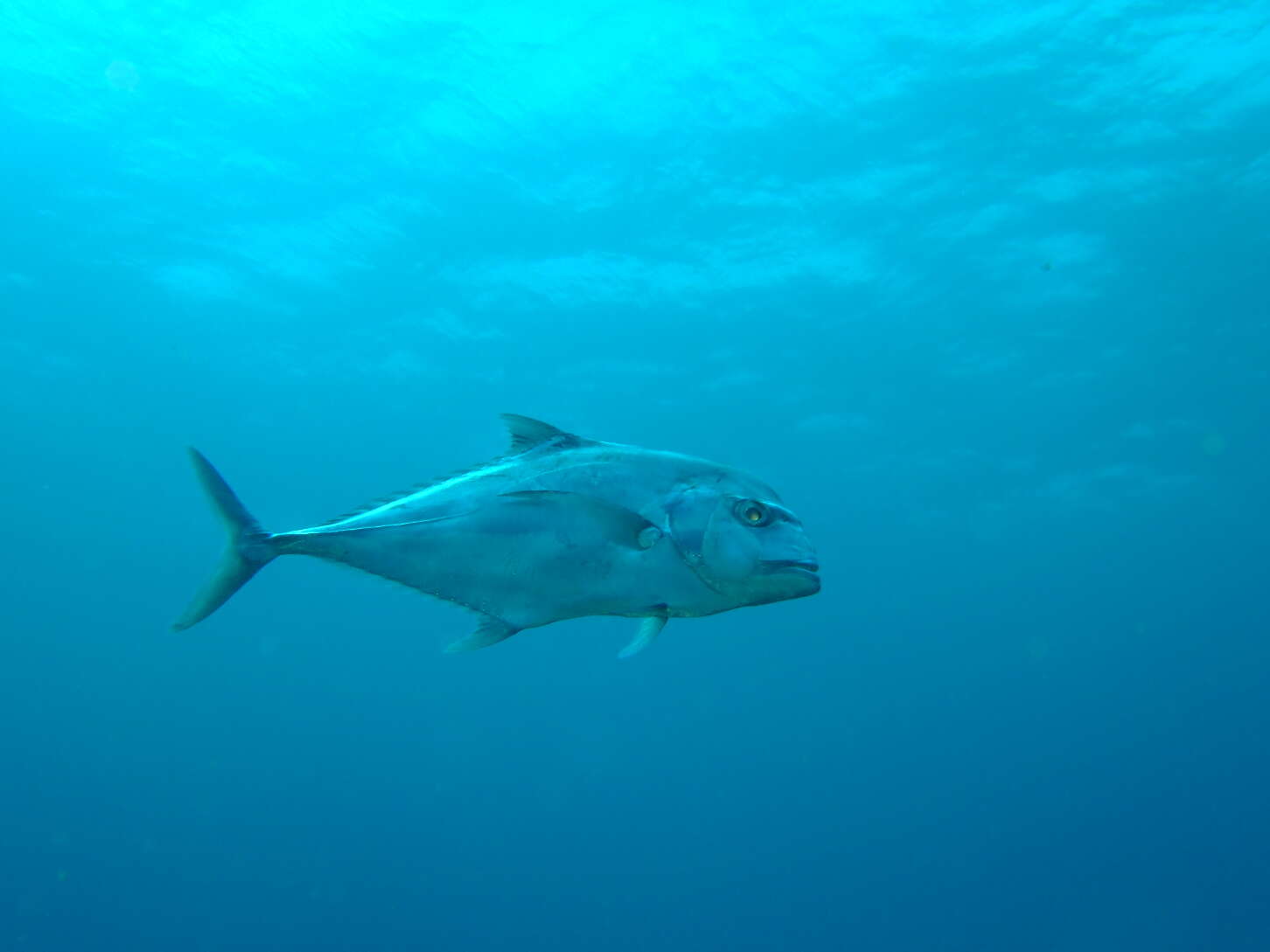 Image of African Pompano