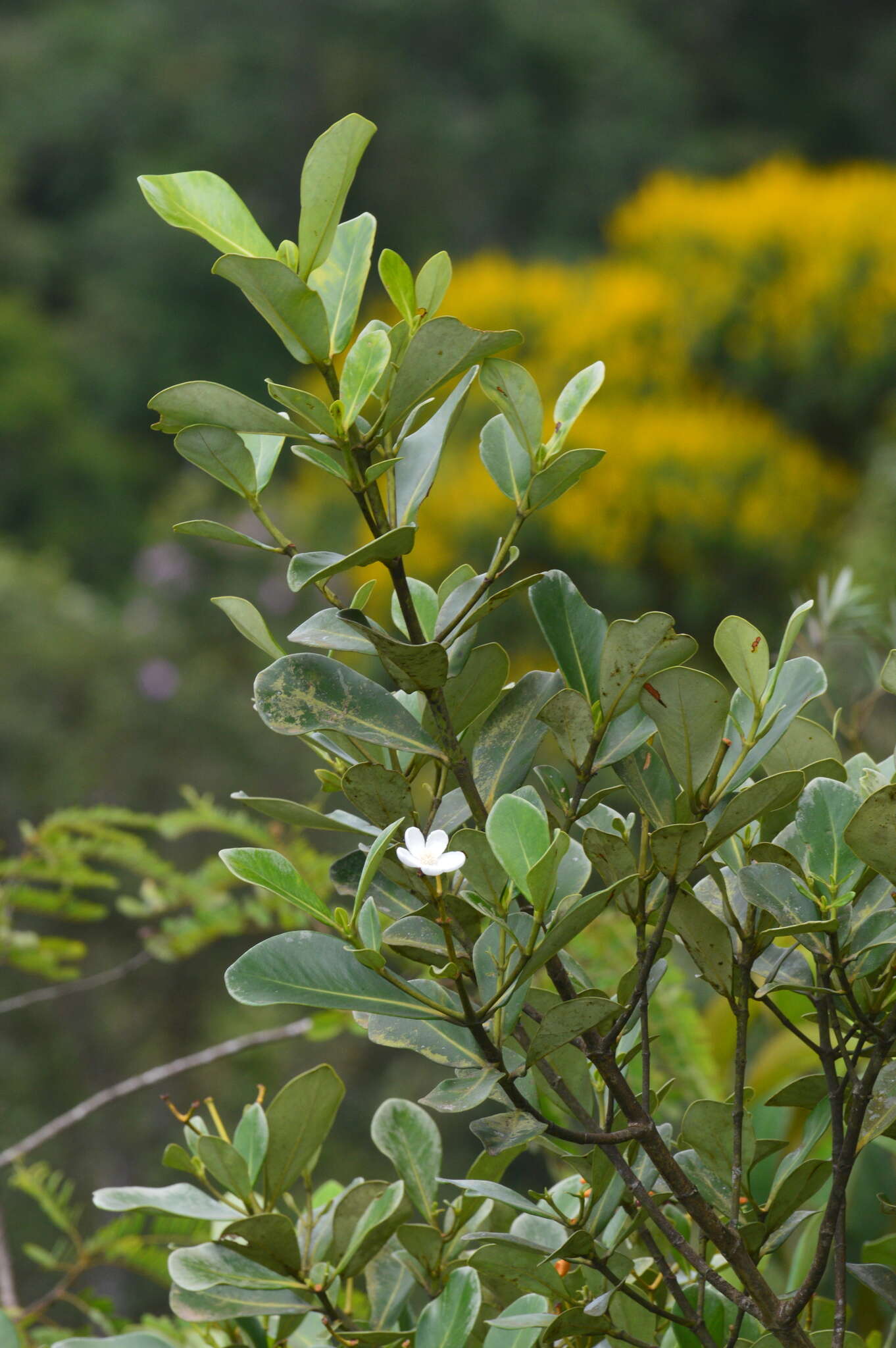 Image of Clusia criuva Cambess.