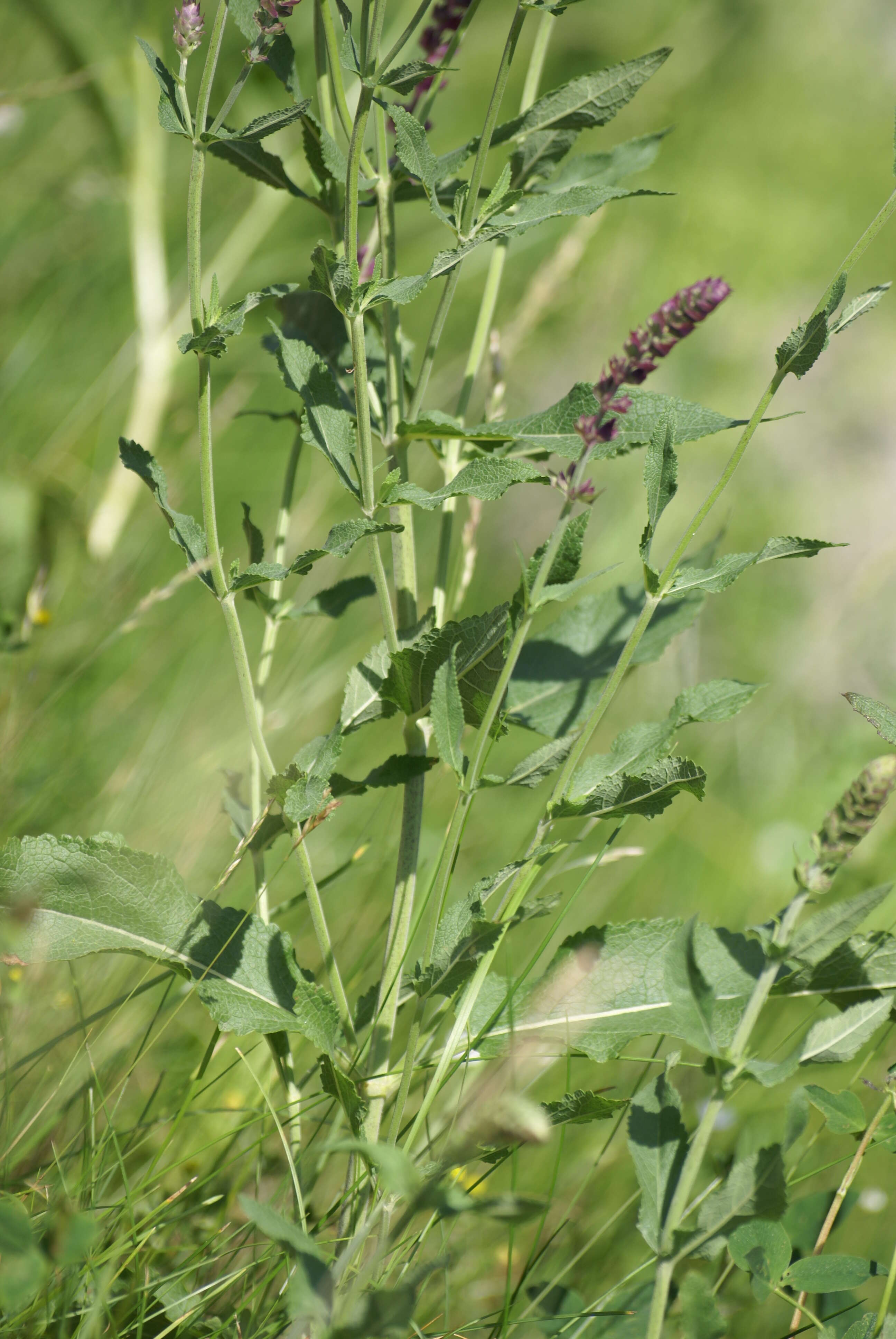 Imagem de Salvia nemorosa L.