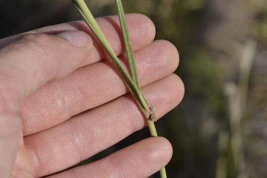 Aspidoglossum biflorum E. Mey. resmi