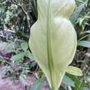 Image of Spathiphyllum phryniifolium Schott