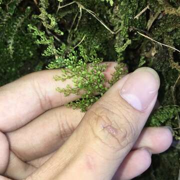 Image of Hymenophyllum inaequale (Poir.) Desv.