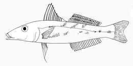 Image of Oriental trumpeter whiting