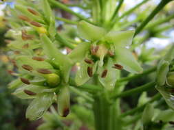 Imagem de Eucomis pallidiflora subsp. pallidiflora