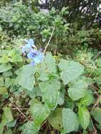 Salvia scutellarioides Kunth resmi