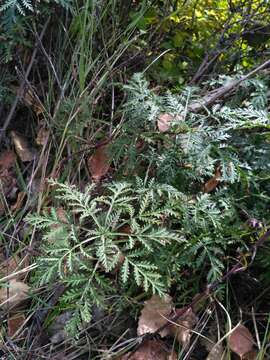 Image of Gmelin's wormwood