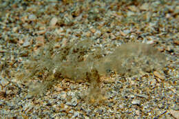 Image of Wonderous melibe slug