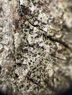 Image of dot lichen