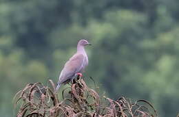 Image de Pigeon simple