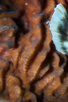 Image of Slender Lettuce Coral