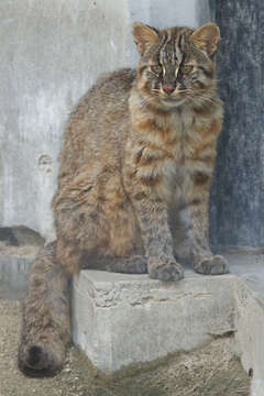 Image of Leopard Cat