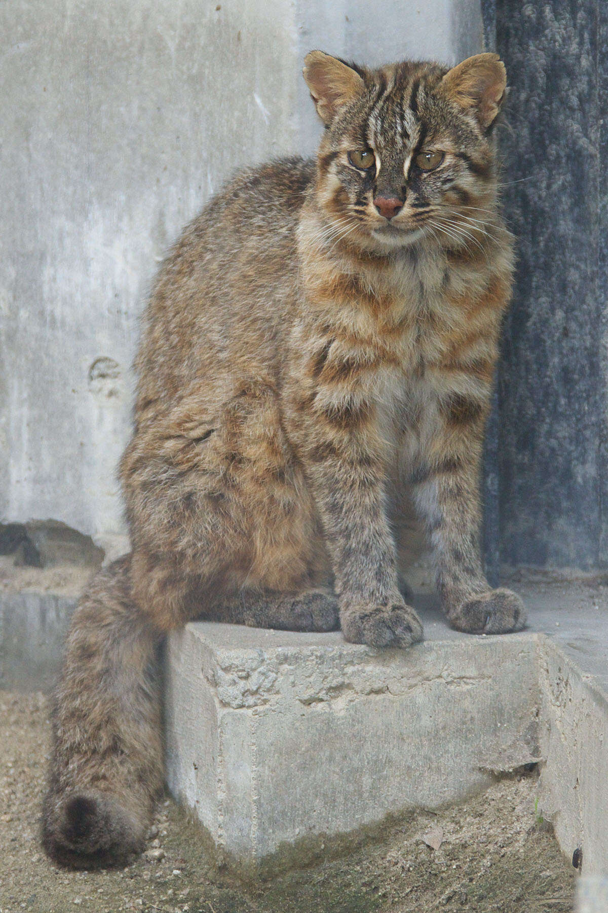 Image of Leopard Cat