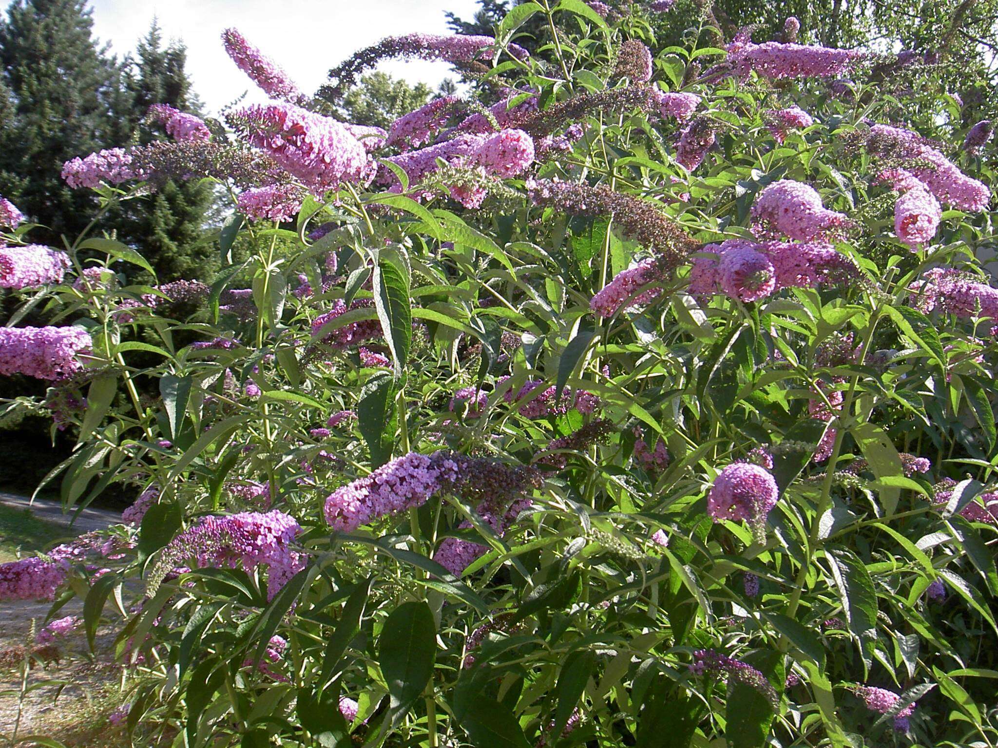 Image of butterfly-bush