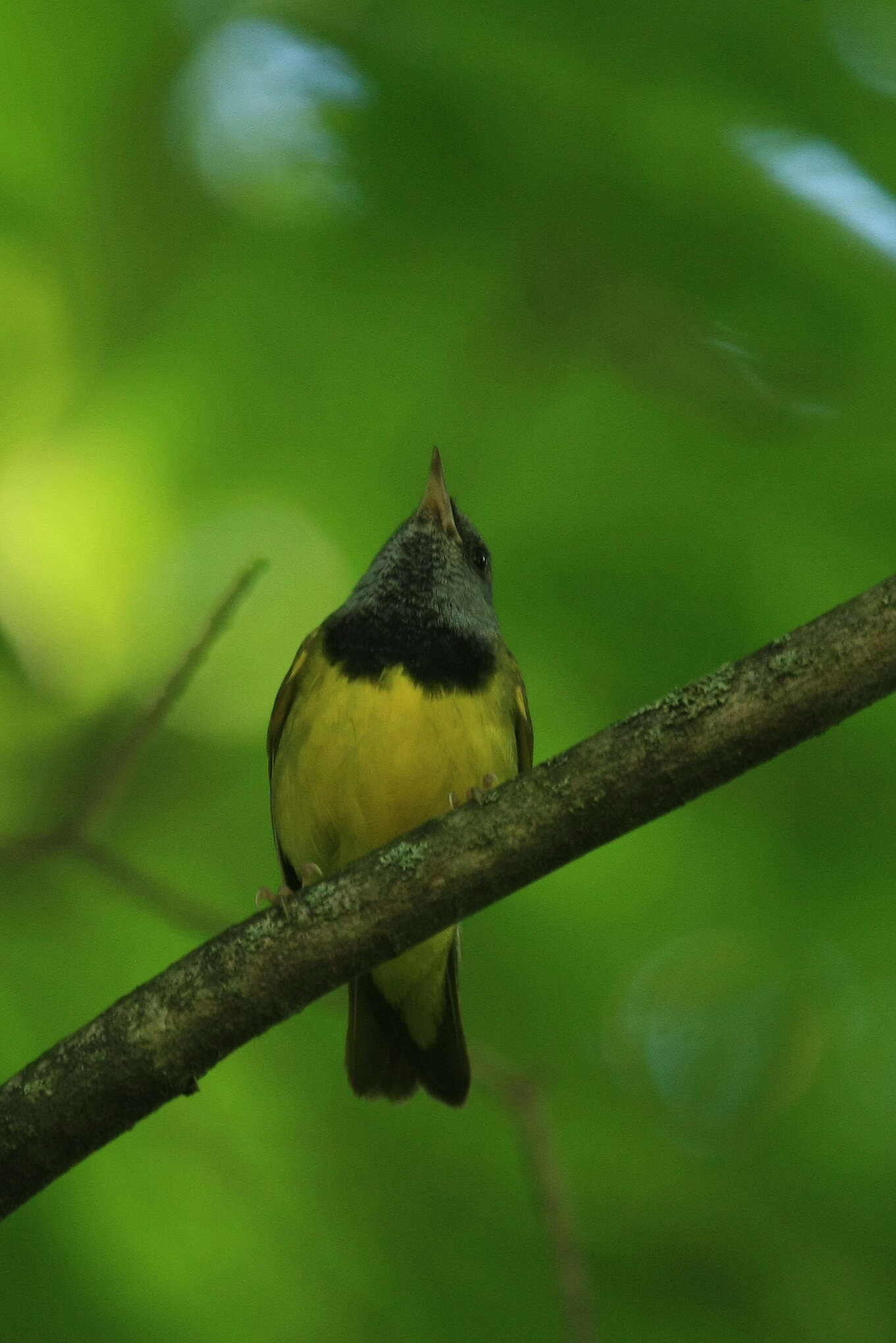 Geothlypis Cabanis 1847 resmi