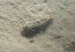 Image of Sea mouse