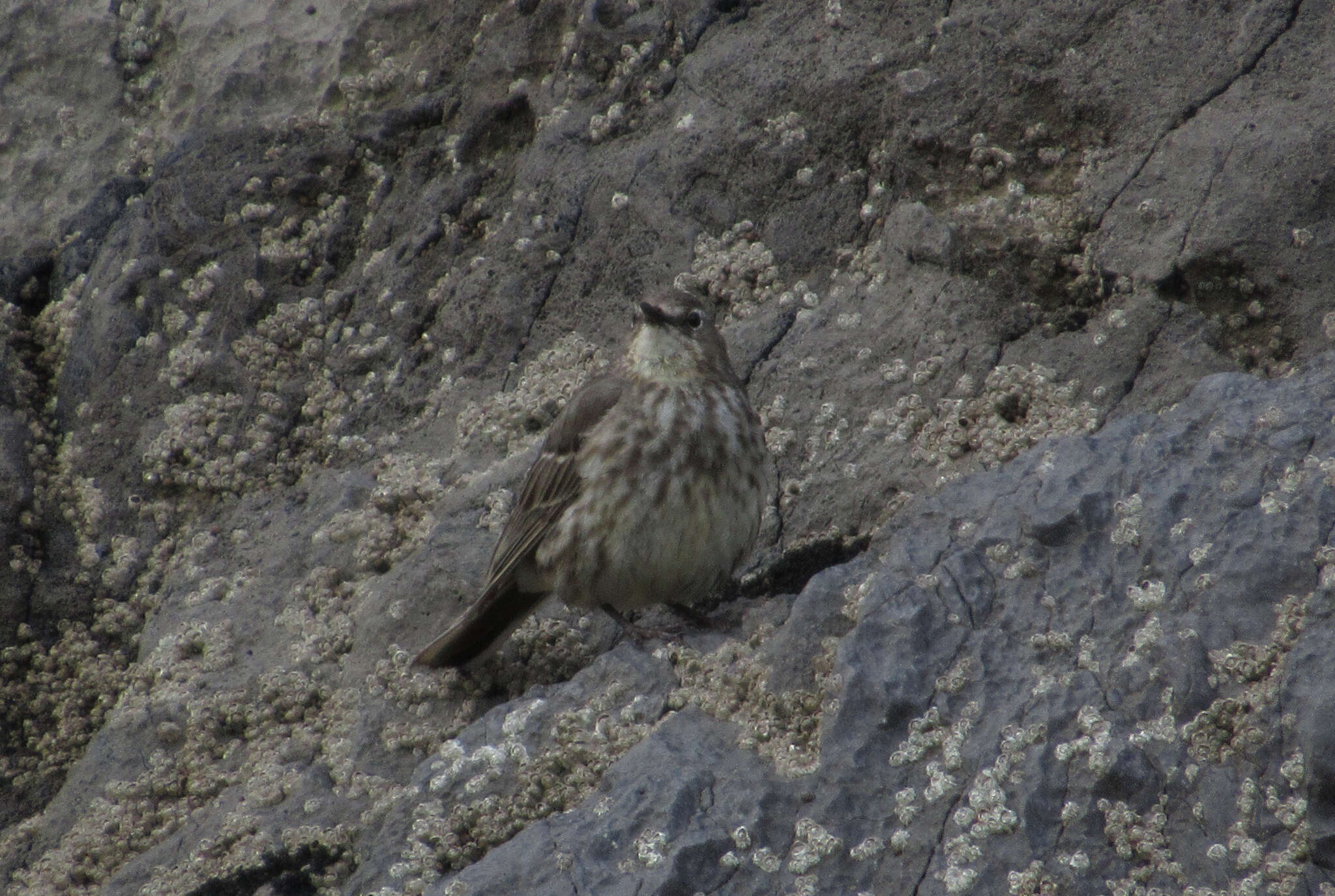 Anthus petrosus (Montagu 1798) resmi