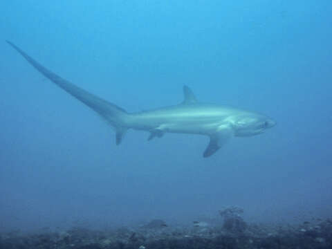 Image of thresher sharks