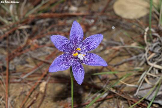 Image of Tigridia longispatha (Herb.) Goldblatt