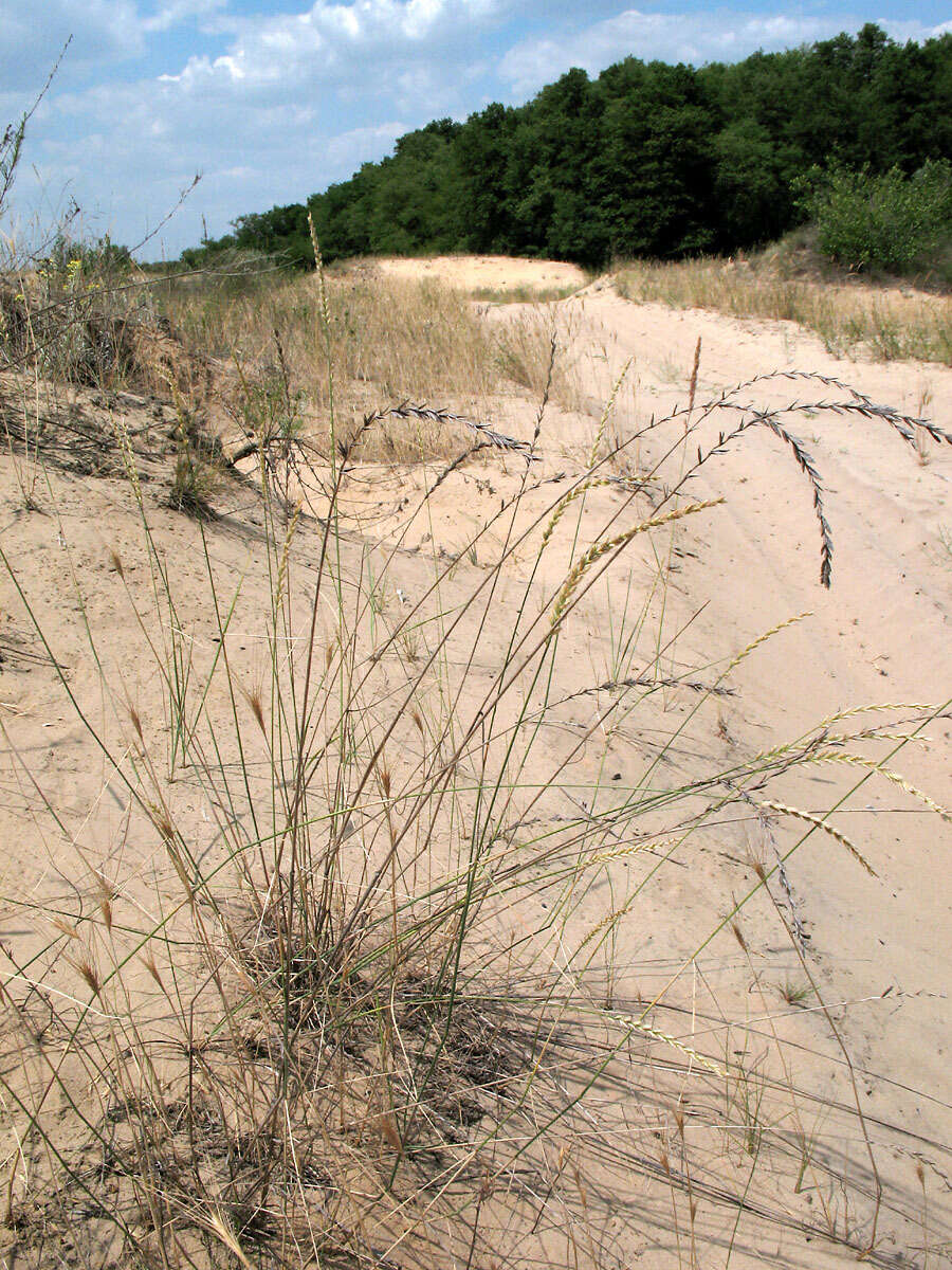 Agropyron tanaiticum Nevski resmi