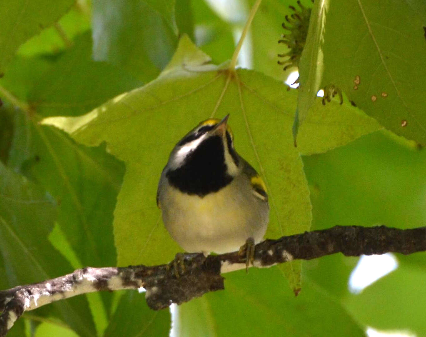 Image de Paruline à ailes dorées