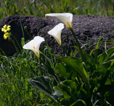 Image of calla lily