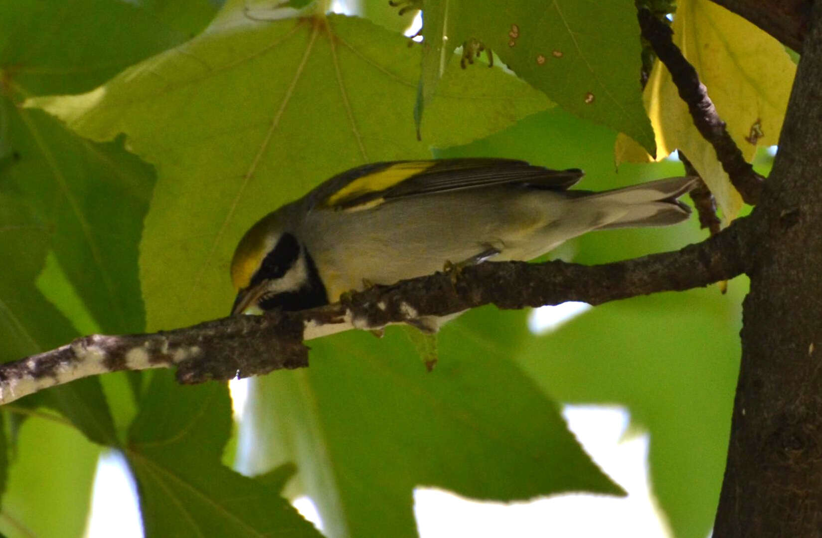 Image de Paruline à ailes dorées