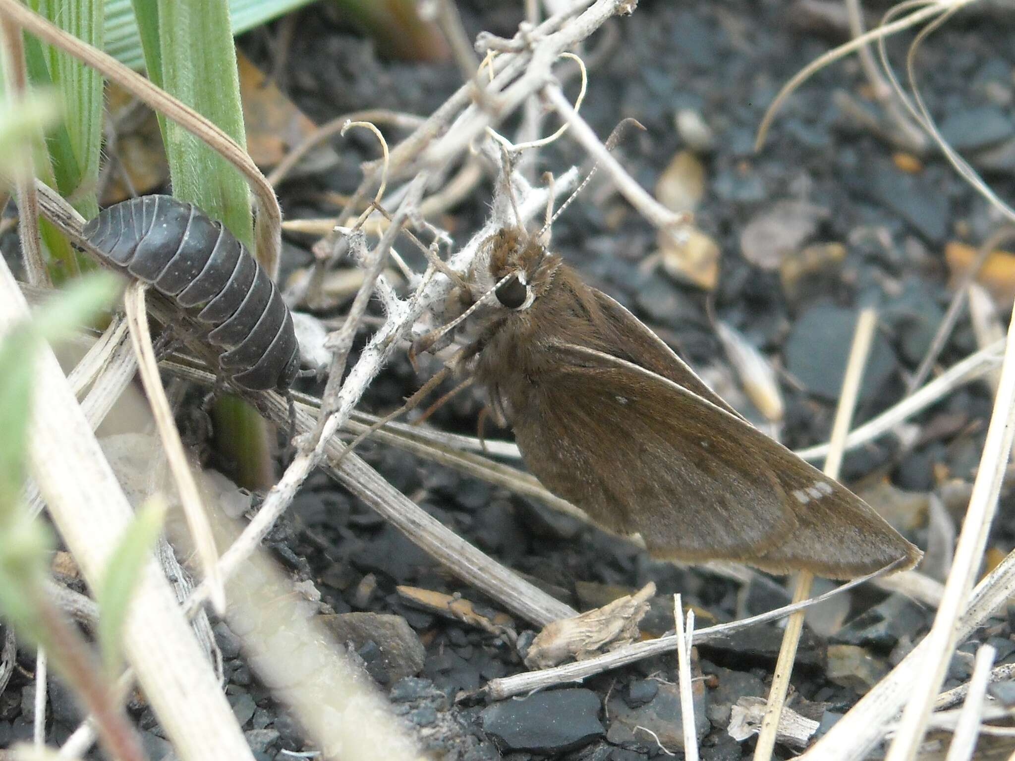 Image of Atrytonopsis hianna turneri Freeman 1948