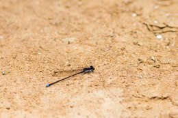 Image of Blue-tipped Dancer